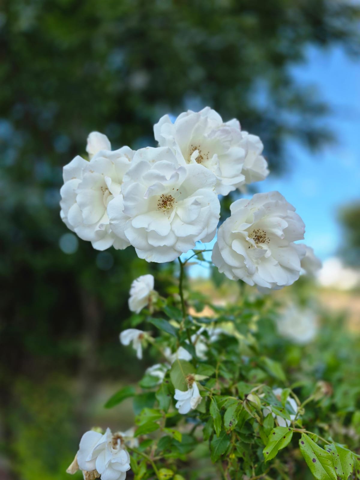 Love Story Guest House Roses